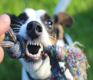 Köpeklerde Ağız ve Diş Bakımı İçin Önemli Detaylar